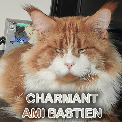 400x400 bastien maine coon russe