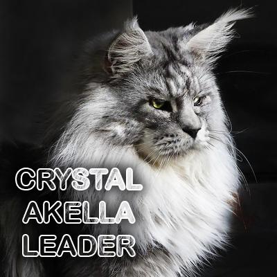 400x400 maine coon