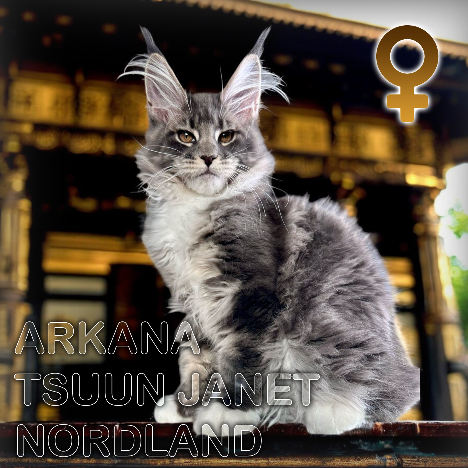 Arkana