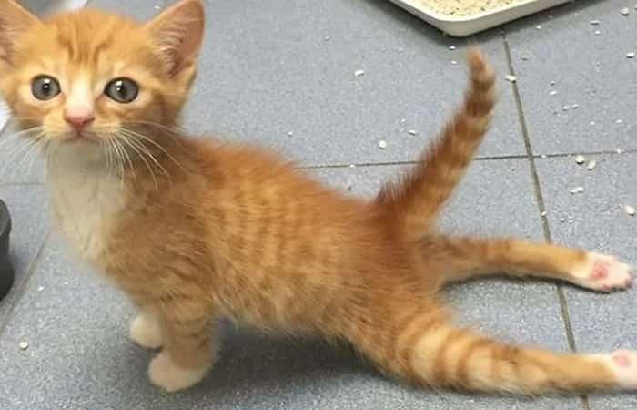 Atrophie musculaire spinale chat