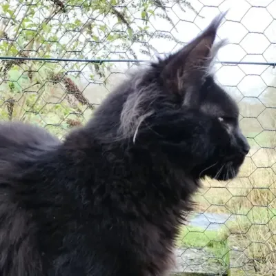 Chat maine coon black uinisa chatterie nailahs legend et tsuki araigumas 8 medium webp