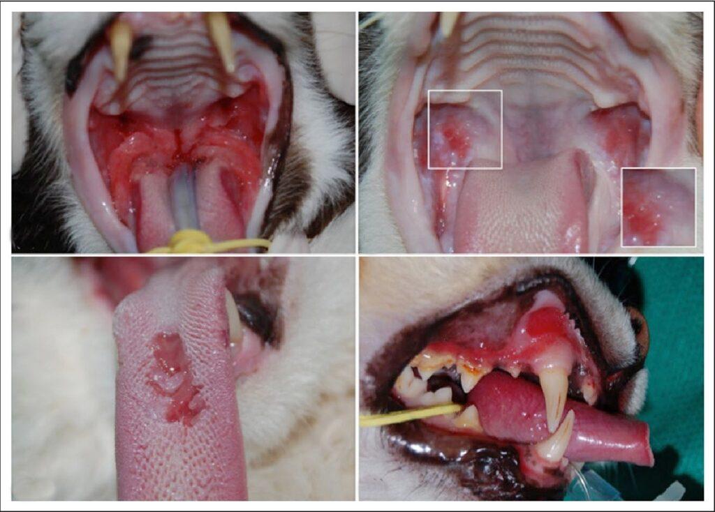 Feline caliciviris 1024x734