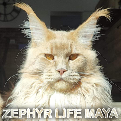 Zephyr